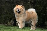 CHOW CHOW 660